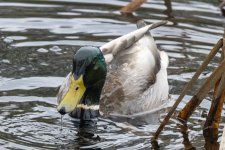 Y04MallardDrake8975.jpg