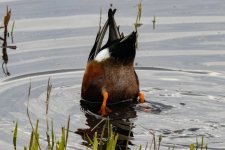 Y06NorthernShovelerDabbling8960.jpg