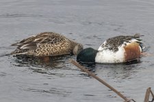 Y07NorthernShovelerPair8949.jpg