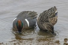 Y08GreenWingedTealPair8956.jpg