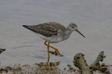 Y09GreaterYellowlegs8970.jpg
