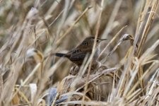 W01MarshWren8886.jpg