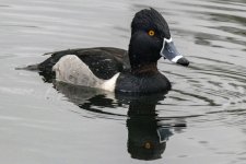 W02RingNeckedDuckDrake8989.jpg