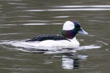 W03BuffleheadDrake8996.jpg