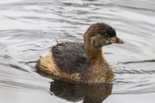 W04PiedBilledGrebe9014.jpg