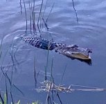 Gator1.jpg