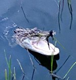 Gator2.jpg