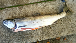 Late-run-spinner-coho.png