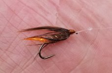 20230805_divingcaddis.jpg