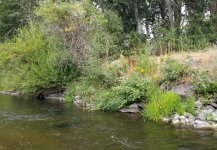 20230805_deer.jpg