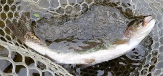 20230805_dcfish.jpg