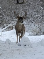 IMG_3267.jpeg