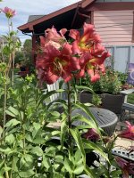 IMG_0684.jpeg