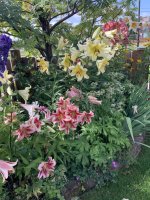 IMG_0682.jpeg