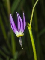 B01ShootingStar7160329.jpg B01ShootingStar7160329.jpg