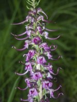B02ElephantsHeadLousewort7170379.jpg B02ElephantsHeadLousewort7170379.jpg