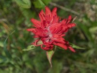 B03ScarletPaintbrush7170446.jpg B03ScarletPaintbrush7170446.jpg