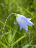 B04Harebell7170432.jpg B04Harebell7170432.jpg