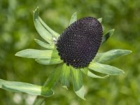 B05WesternConeflower7170426.jpg B05WesternConeflower7170426.jpg