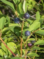 B06Huckleberries7180485.jpg B06Huckleberries7180485.jpg