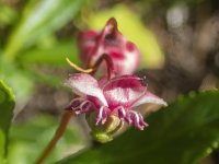 B07Pipsissewa7180472.jpg B07Pipsissewa7180472.jpg