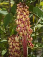 B08PineDrops7180491.jpg B08PineDrops7180491.jpg