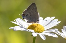 B10WesternTailedBlue3185.jpg B10WesternTailedBlue3185.jpg