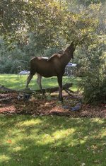 IMG_3138.jpeg