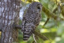 BarredOwl3195trim.jpg