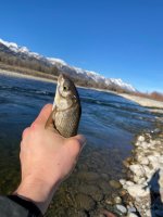 whitefish.jpg