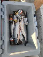 IMG_20230807_181300.jpg