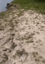 13F4AE2E-A2D4-4FC8-9BAA-8619496E39B4.gif 13F4AE2E-A2D4-4FC8-9BAA-8619496E39B4.gif