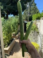 IMG_3756.jpeg
