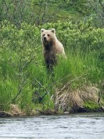Bear.jpg