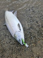 Coho.jpg