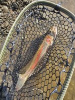 Leopard Rainbow.jpg