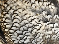 IMG_5514.jpeg
