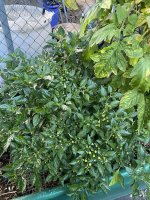 IMG_3759.jpeg