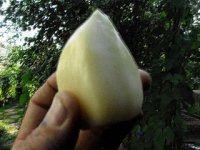 IMG_3730.jpeg
