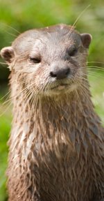 angry otter.jpg angry otter.jpg