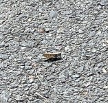 IMG_9316.jpeg IMG_9316.jpeg