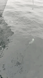 574BDBB0-C471-4874-BCAE-BC52A5AAE50D.gif