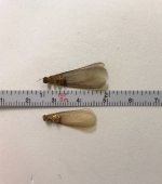 IMG_4392.jpeg