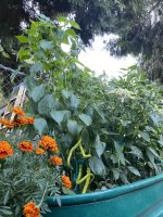 IMG_3772.jpeg