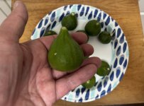 IMG_4395.jpeg IMG_4395.jpeg