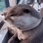 1691786931794.gif