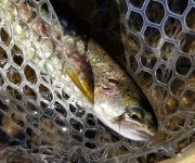 20230811_cripplerfish.jpg