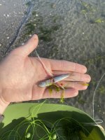 IMG_2008.jpeg
