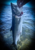 D31A092A-6C5E-405E-B3BA-86D7F28B4D71.jpeg