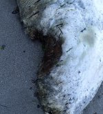 IMG_4425.jpeg